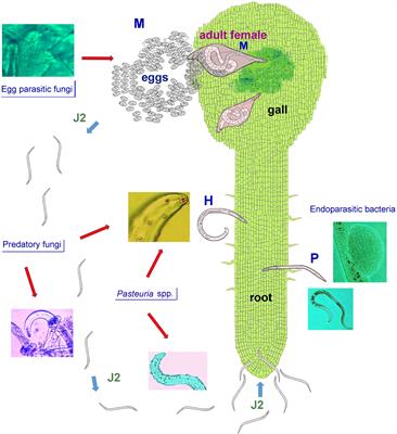 Editorial: Sustainable strategies for the management of phytoparasitic nematodes